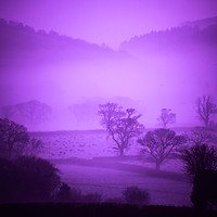Buy canvas prints of Purple Filter Mist by Dave Bell