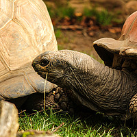 Buy canvas prints of Giant Tortoise by Dave Bell