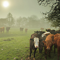 Buy canvas prints of  Cattle in The Mist by Dave Bell