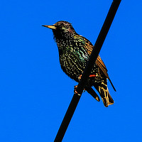 Buy canvas prints of Starling very colorful by Dave Bell