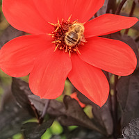 Buy canvas prints of Honey Bee on Dahlia by Dave Bell