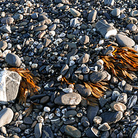 Buy canvas prints of Pebbles and Weed by Dave Bell
