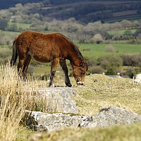 Buy canvas prints of Moorland Pony   by Dave Bell