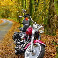 Buy canvas prints of Autumn Harley by Dave Bell