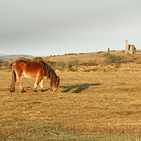Buy canvas prints of Bodmin Moor Pony by Dave Bell