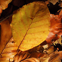 Buy canvas prints of Autumn Leaves by Dave Bell