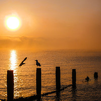 Buy canvas prints of Sea Birds at Dawn by Dave Bell