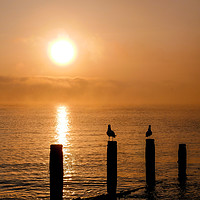 Buy canvas prints of Seagulls Sunrise. by Dave Bell