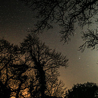 Buy canvas prints of Night Sky Through Trees by Dave Bell