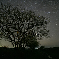 Buy canvas prints of Night Sky Through Trees. by Dave Bell