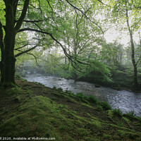 Buy canvas prints of Woodlands and River by Dave Bell