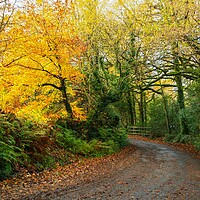 Buy canvas prints of A gorgeous yellow sunlight tree beside an autumnal by Dave Bell