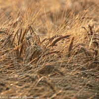 Buy canvas prints of Ears of grain crop close up by Dave Bell