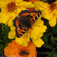 Buy canvas prints of Red Admiral butterfly by Dave Bell