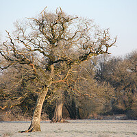 Buy canvas prints of Dying  Oak Tree On A Frosty Morning by Dave Bell