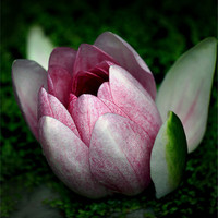 Buy canvas prints of Water Lily by William Fuller