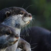 Buy canvas prints of Curious Otter by William Fuller