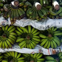 Buy canvas prints of Tally Me Bananas by Glynne Pritchard
