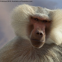 Buy canvas prints of Male Baboon by Glynne Pritchard