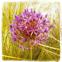 Buy canvas prints of Allium Christophii by Louise Pickford