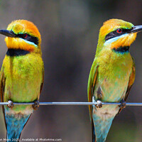 Buy canvas prints of Colourful Rainbow Bee-Eaters by Susan Moss