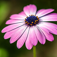 Buy canvas prints of Pretty daisy by Susan Moss