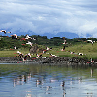 Buy canvas prints of Flying Flamingoes - Tanzania, Africa by Catherine Kiely