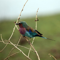Buy canvas prints of Lilac-breasted Roller by Catherine Kiely