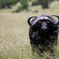 Buy canvas prints of African Buffalo by Catherine Kiely