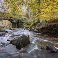 Buy canvas prints of Autumn at May Beck, Sneaton Forest near Whitby by Martin Williams