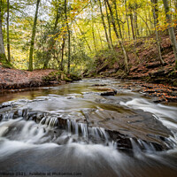 Buy canvas prints of May Beck in Sneaton Forest, be Whitby by Martin Williams