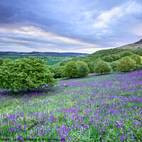 Buy canvas prints of Bluebells at Roseberry Topping by Martin Williams