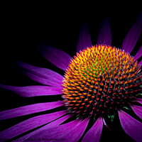 Buy canvas prints of Under the spot light - echinacea flower by Martin Williams