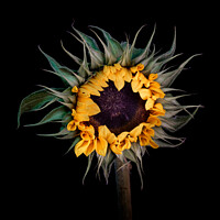 Buy canvas prints of Dawn - Sun Flower by Martin Williams