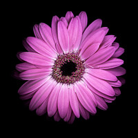 Buy canvas prints of Gerbera flower on black background by Martin Williams