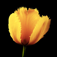 Buy canvas prints of Tulip Flower by Martin Williams