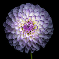 Buy canvas prints of Dahlia by Martin Williams
