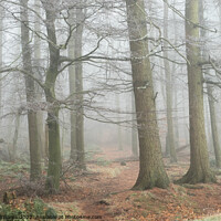 Buy canvas prints of Misty Wood in the North York Moors by Martin Williams