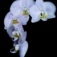 Buy canvas prints of Orchid flowers against a black background by Martin Williams
