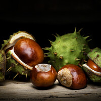 Buy canvas prints of Conkers by Martin Williams