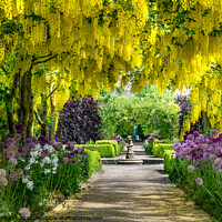 Buy canvas prints of Laburnum arch at Helmsley Walled Garden by Martin Williams
