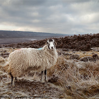 Buy canvas prints of It's Cold on Them Moors. by Martin Williams