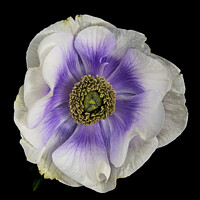 Buy canvas prints of Anenome flower on black background by Martin Williams