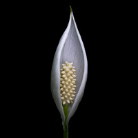 Buy canvas prints of Protected - Peace Lily flower portrait by Martin Williams