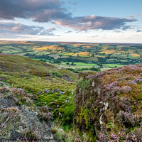 Buy canvas prints of heather on the north york moors looking over Rosed by Martin Williams