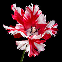 Buy canvas prints of Parrot tulip portrait against black background by Martin Williams