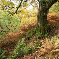 Buy canvas prints of Ancient wood in the North York Moors by Martin Williams
