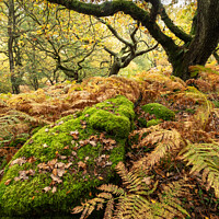 Buy canvas prints of Autumn trees in Bransdale, North Yorkshire Moors by Martin Williams