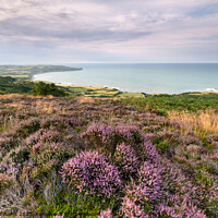 Buy canvas prints of Heather at Ravenscar overlooking Robin Hoods Bay by Martin Williams