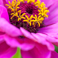 Buy canvas prints of Plant flower Osteospermum by Martin Williams